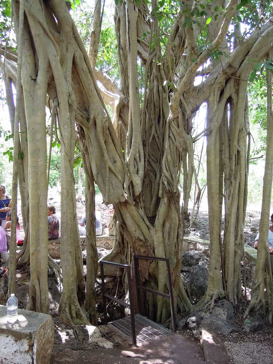 Entrée du cenote sous un arbre à Cuzama