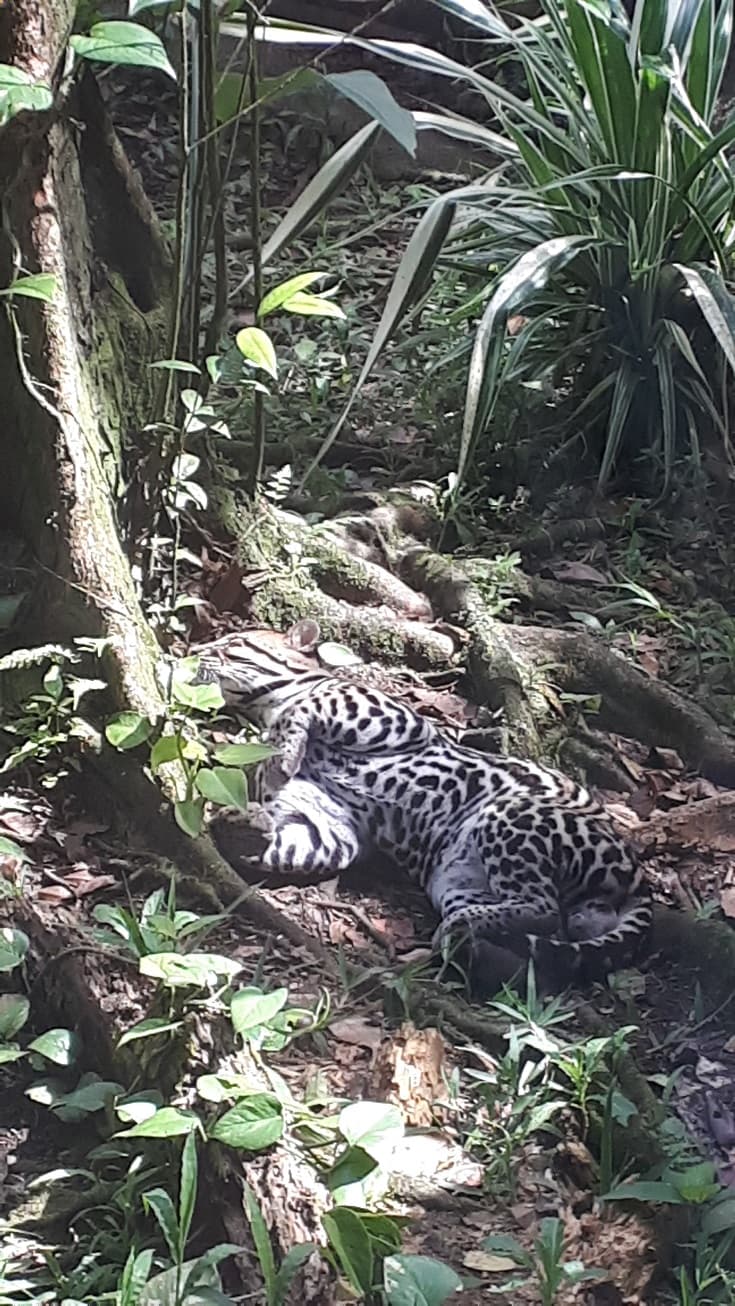 Léopard dans Zoo de Guadeloupe