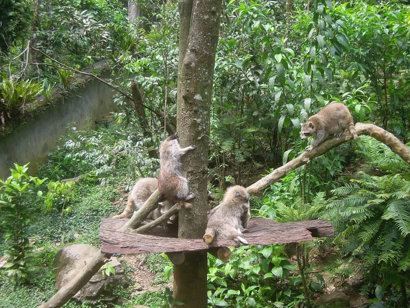 Ratons laveurs dans Zoo de Guadeloupe