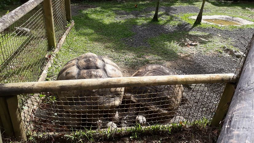 Tortues dans Zoo de Guadeloupe