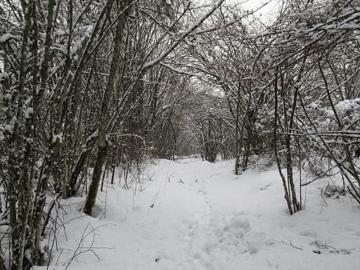 Beau chemin de randonnée sous la neige Haut Bugey